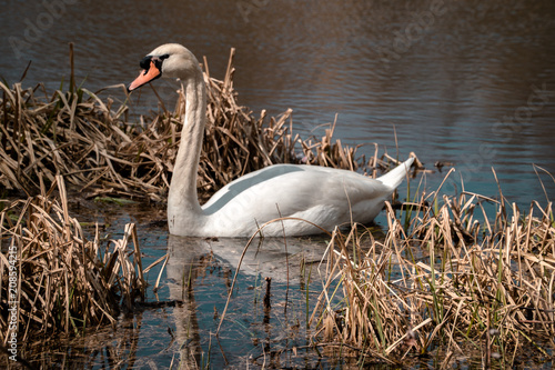 Swan swims into reed near shore to look for chicks