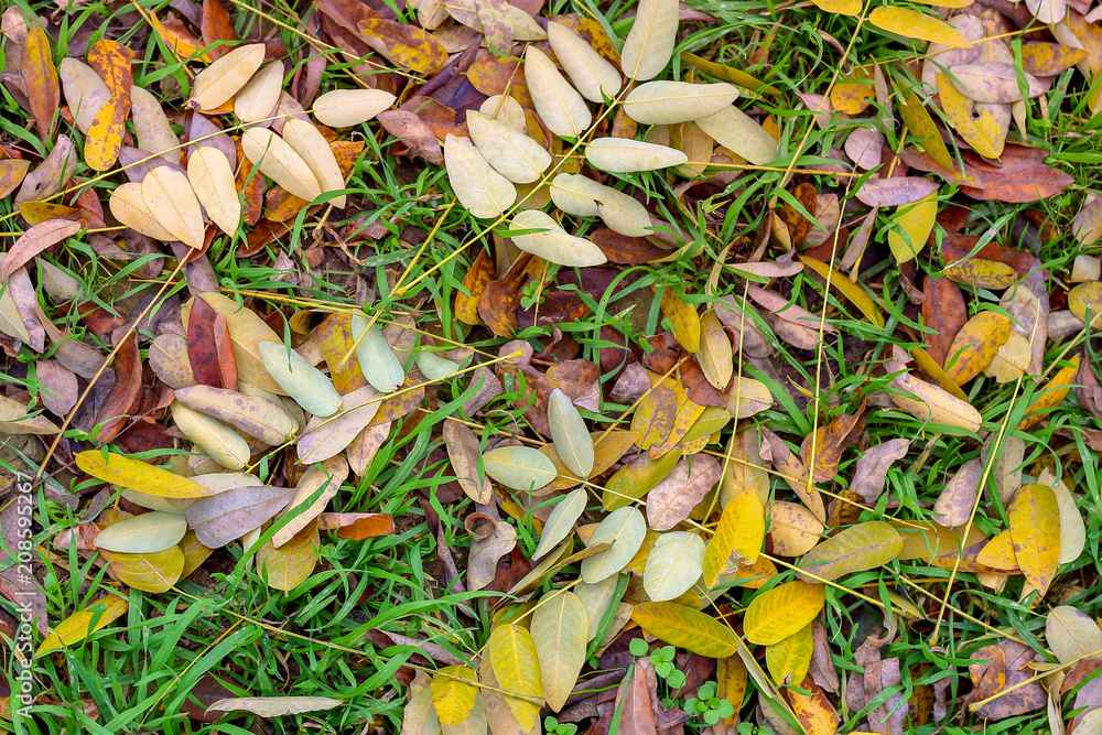 Dry fallen yellow autumn leaves of acacia (Robínia pseudoacácia) on the grass. Abstract background. Macro. Dry fallen yellow autumn leaves of acacia (Robínia pseudoacácia) on the grass. Abstract background. Macro.