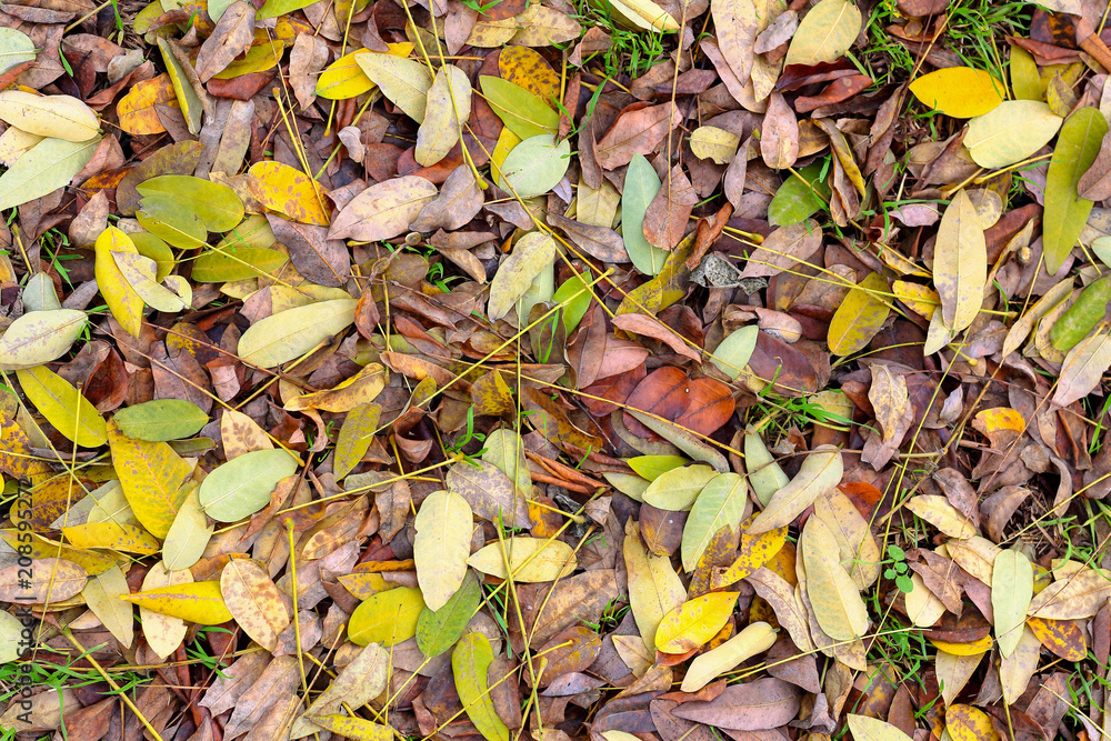 Dry fallen yellow autumn leaves of acacia (Robínia pseudoacácia) on the grass. Abstract background. Macro.