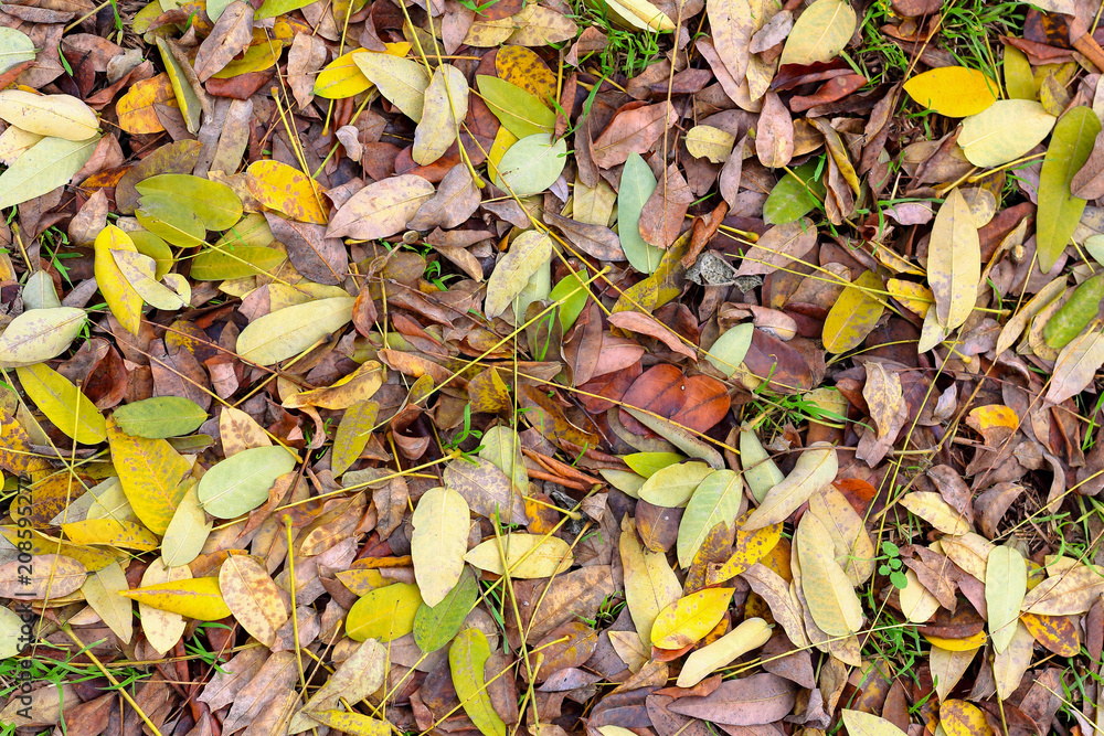 Dry fallen yellow autumn leaves of acacia (Robínia pseudoacácia) on the grass. Abstract background. Macro. Dry fallen yellow autumn leaves of acacia (Robínia pseudoacácia) on the grass. Abstract background. Macro.