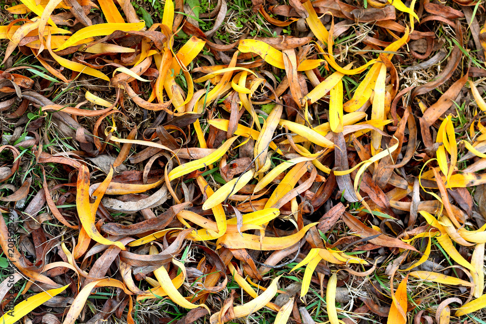 Dry fallen yellow autumn leaves of willow tree on the grass. Abstract background. Macro. Dry fallen yellow autumn leaves of willow tree on the grass. Abstract background. Macro.