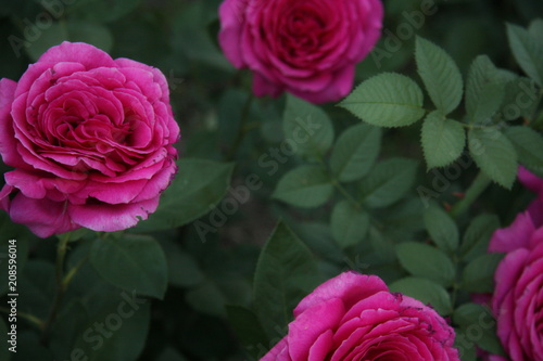 Pink roses