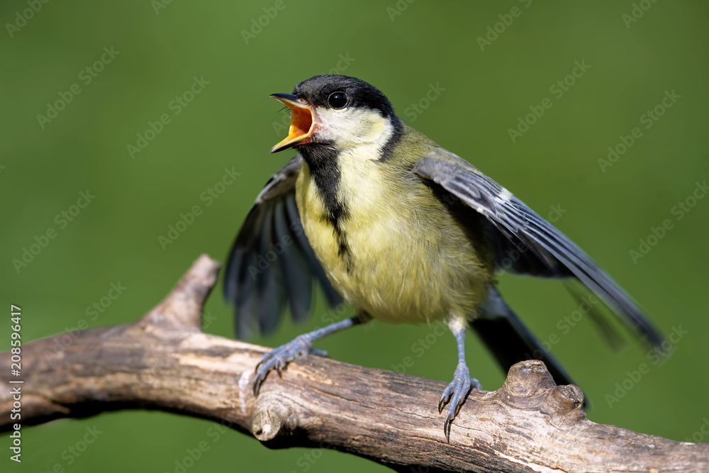 Obraz premium Kohlmeise