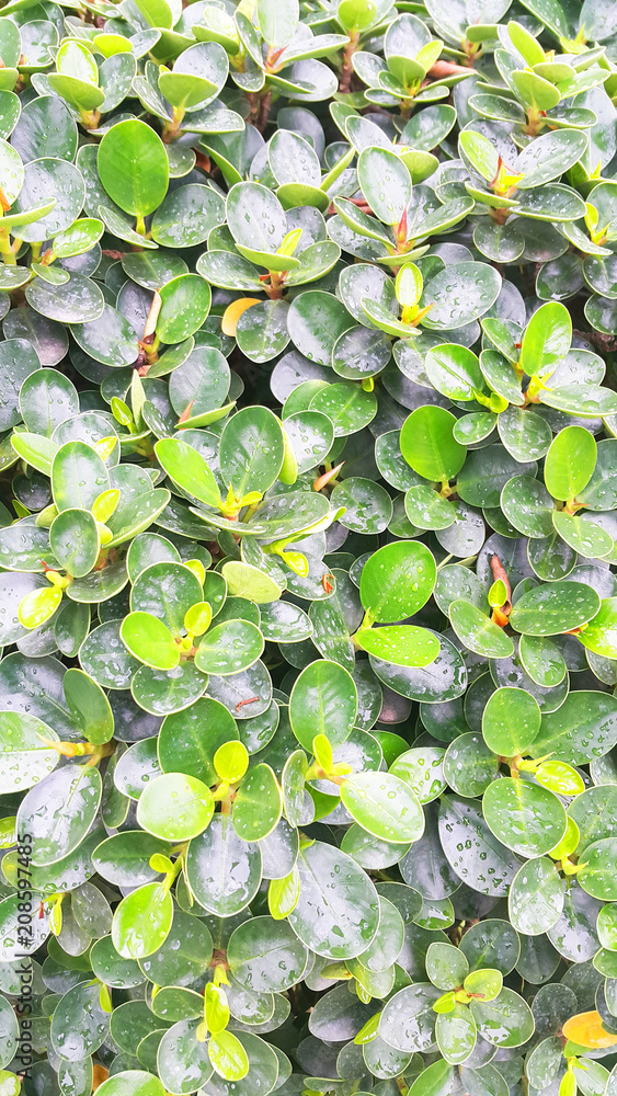 Line and shadow on bright green leaves background Line and shadow on bright green leaves background