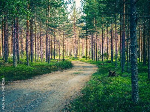 Pine tree forest in Sweden. Mystical lightning and pathway in the woods. photo