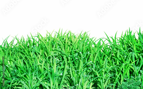 Green grass on white backgr...