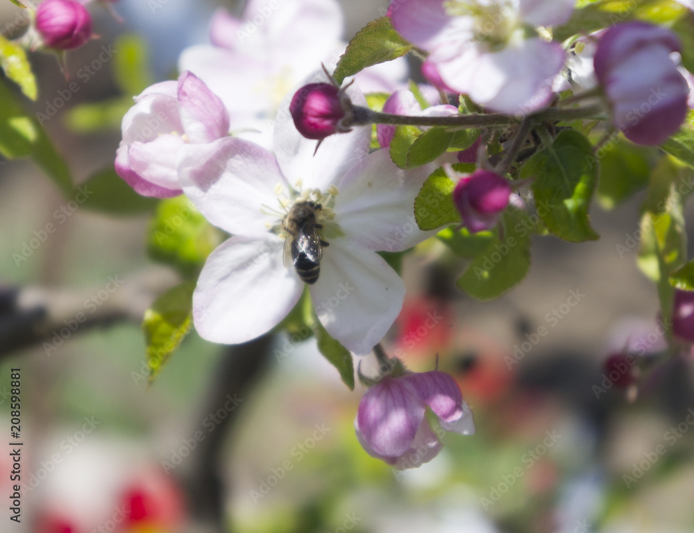 The bee sits on the flower of the apple tree The bee sits on the flower of the apple tree