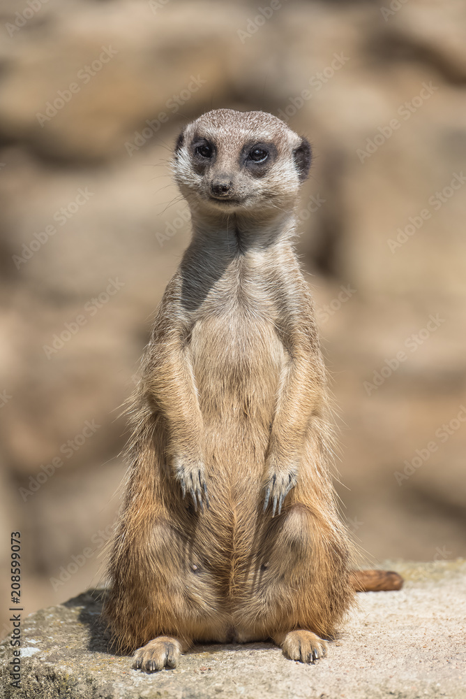 Meerkat, suricate, sentinel standing on a rock
Meerkat, suricate, sentinel standing on a rock