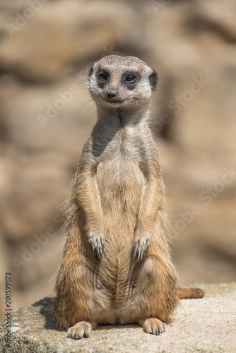 Meerkat, suricate, sentinel standing on a rock 