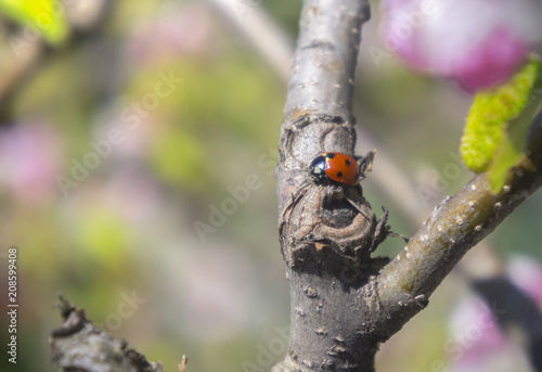 A ladybird sits on a tree branch