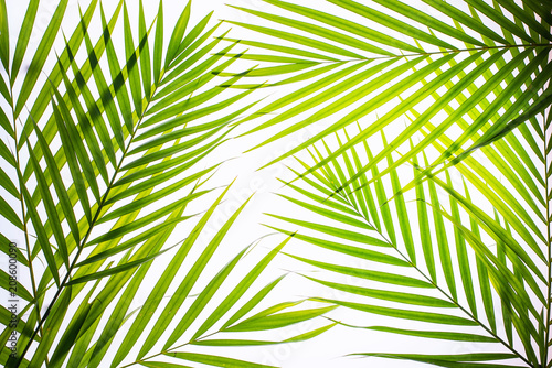 Real palm leaves Green tropical on white background. backlit flat lay .