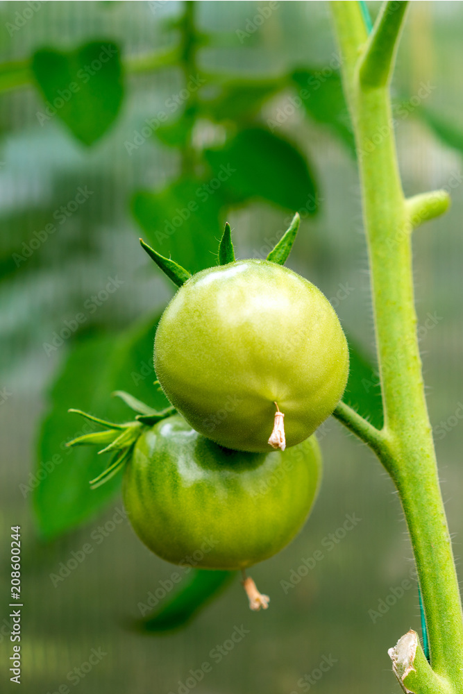 Fototapeta premium green tomatoes on a stem