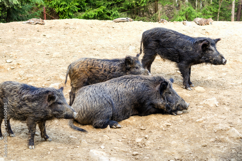 Life of animals. A few wild boars or pig (Sus Scrofa) rest in the sun. Sunny day. Life of animals. A few wild boars or pig (Sus Scrofa) rest in the sun. Sunny day.