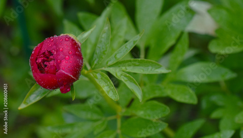 bright red flowers with raindrops 