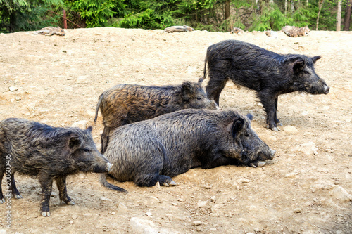 Life of animals. A few wild boars or pig (Sus Scrofa) rest in the sun. Sunny day.