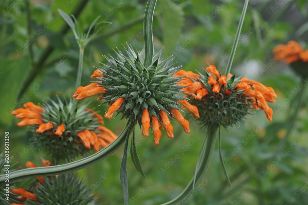 Lion's tail (Leonotis leonurus). Known also as Wild dagga. Stock Photo