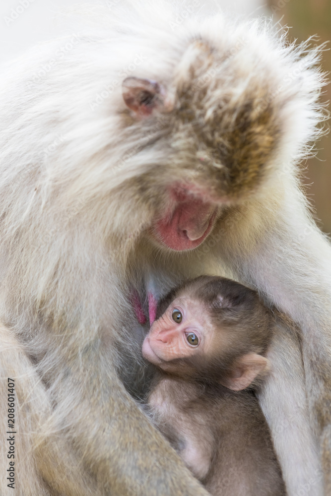 Fototapeta premium Jigokudani Monkey Park , monkeys bathing in a natural hot spring at Nagano , Japan