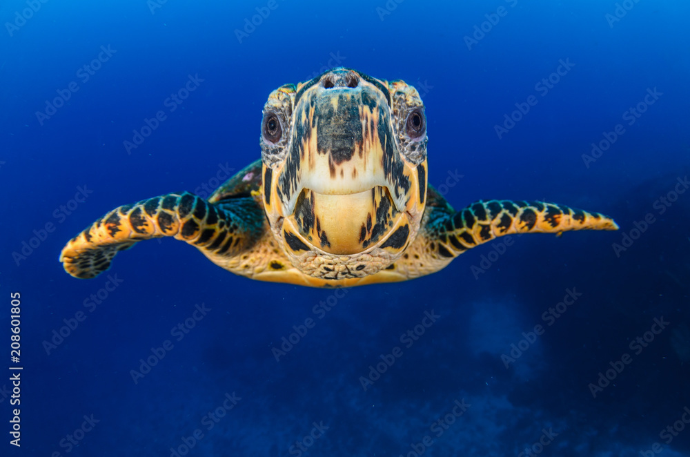 Obraz premium Hawksbill sea turtle (eretmochelys imbricata)
