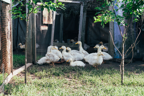 Many small domestic ducklings on the poultry yard