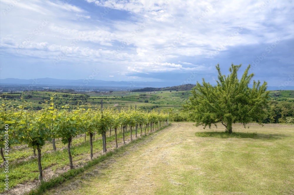Naklejka premium Vineyard in germany