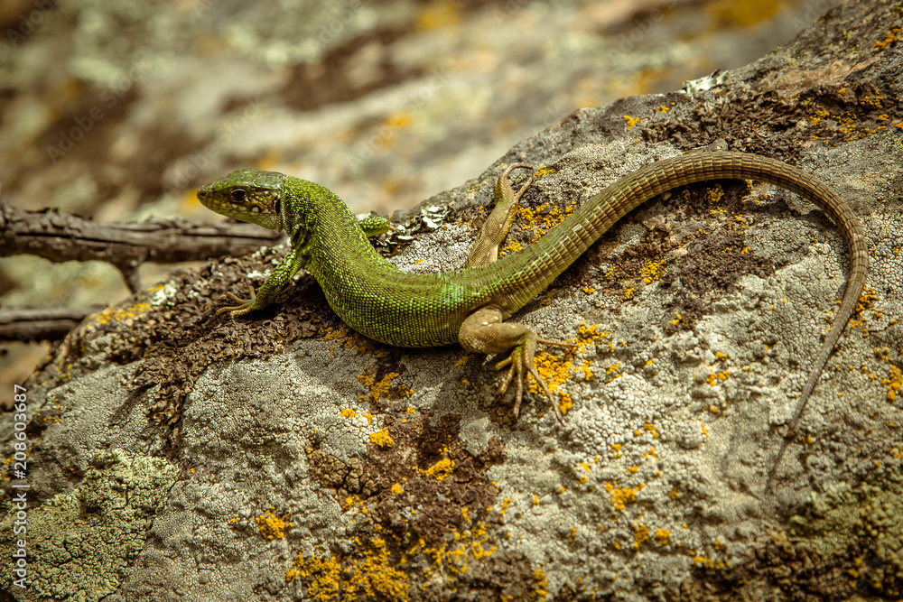 Fototapeta premium Lizard on stone in sunny weather. Ukraine.
