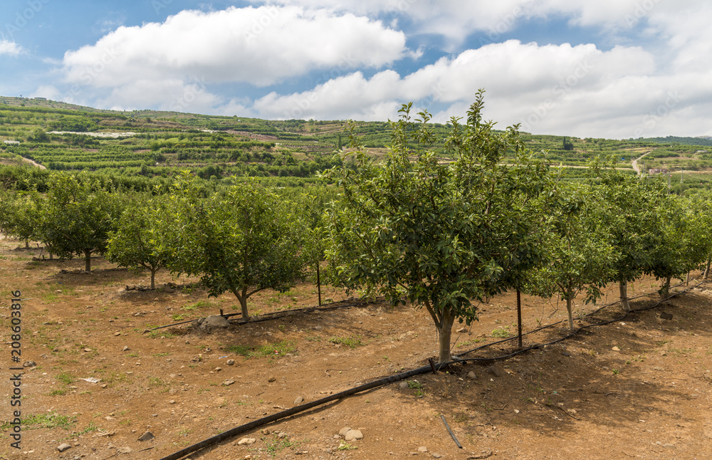 Naklejka premium Apple plantation field
