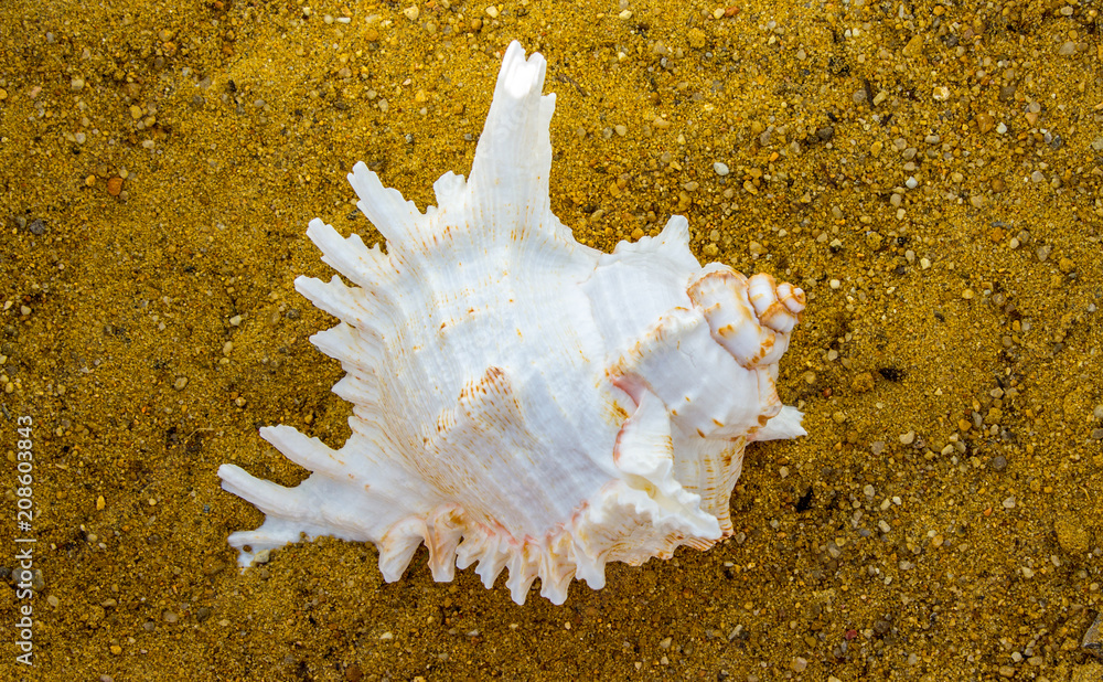 Shell on sand. Concept of geometric shapes. Shell on sand. Concept of geometric shapes.