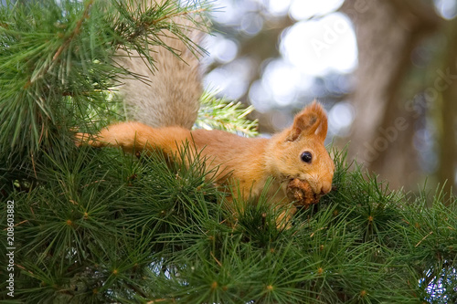 Squirrel on the branches in the botanical garden © Sergii