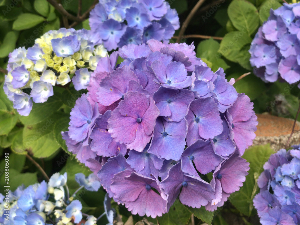 紫陽花