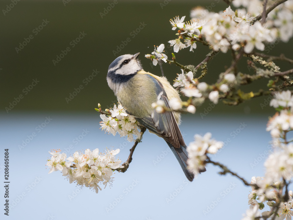 Obraz premium spring bird beautiful blue tit with blooming blossoms