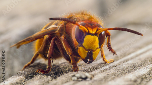 hornet sting close up details of fear inducing insect © Herr Loeffler