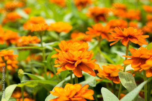 Beautiful orange flowers With green leaves © Surasak