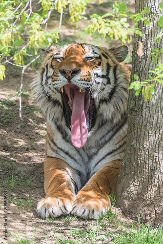 Siberian tiger or Amur tiger which yawns  portrait   