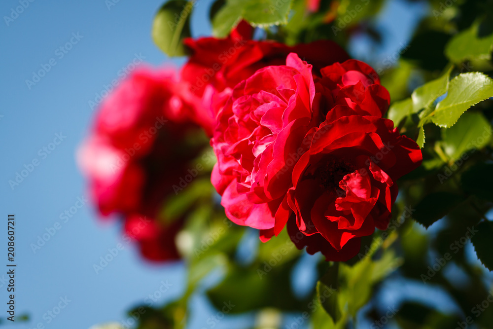 Fototapeta premium red roses on sunny sky background