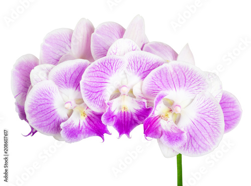 purple orchid isolated on white