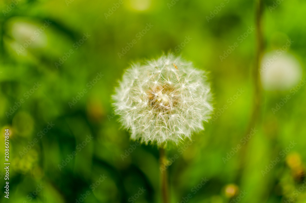 Fototapeta premium Dandelion: useful and medicinal properties, contraindications and recipes