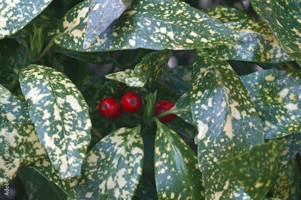 Variegated gold dust plant (Aucuba japonica Variegata). Known as