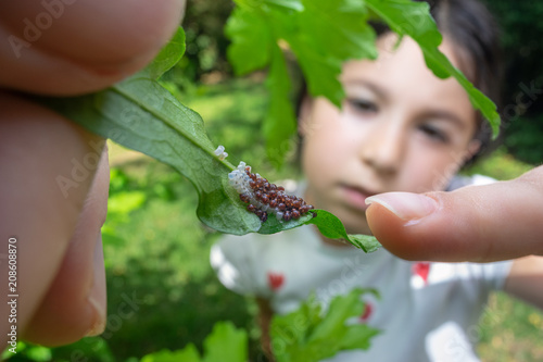 Girl, observing insect eggs hatching. Nature and education concept.