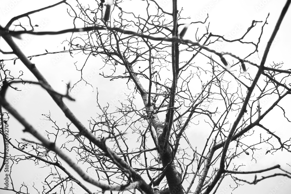 tree tree