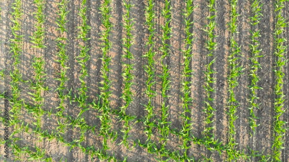 Aerial shot top view of corn field going right to left Aerial shot top view of corn field going right to left