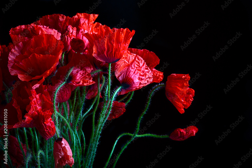 Naklejka premium Red poppy flowers