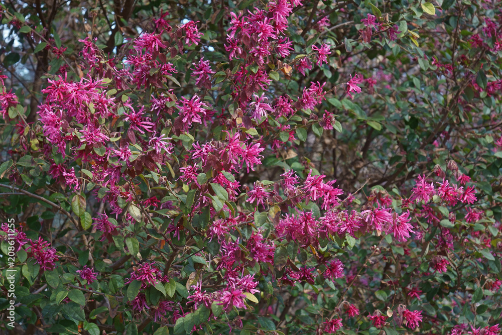 Redleaf loropetalum (Loropetalum chinense var. rubrum).