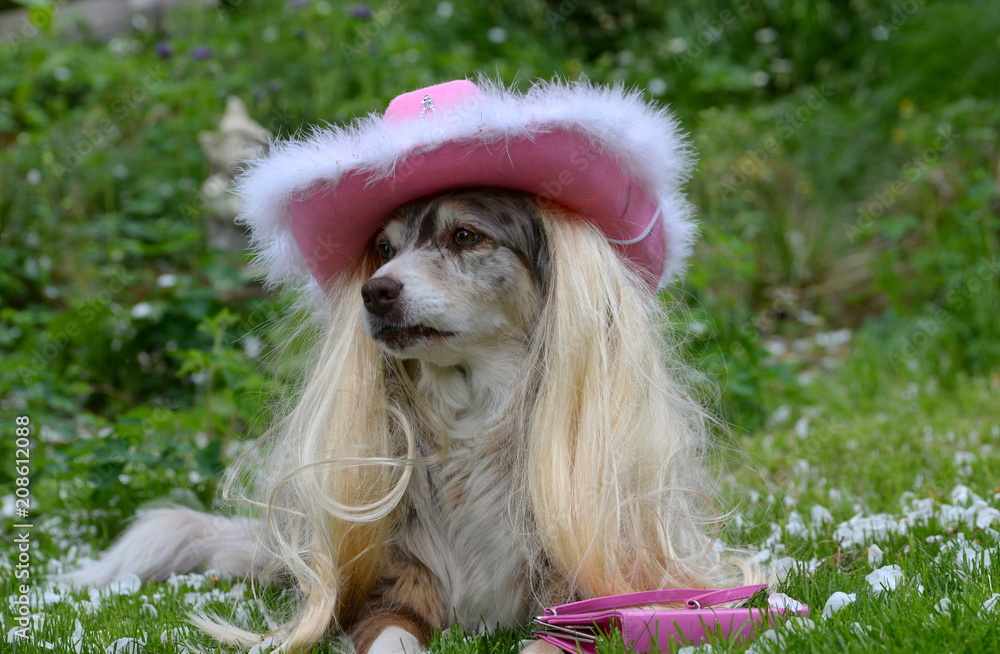 Dog with pink hat cheap