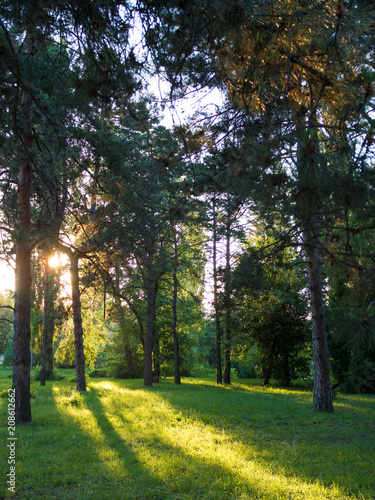 Fototapeta Naklejka Na Ścianę i Meble -  Landscape of the city park on a sunny evening