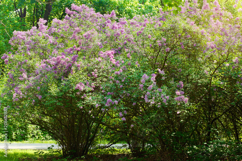 Fototapeta Naklejka Na Ścianę i Meble -  Lilac or common lilac, Syringa vulgaris in blossom. Purple flowers growing on lilac blooming shrub in park. Spring in the garden.