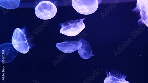 Jellyfish are fluffy in the water