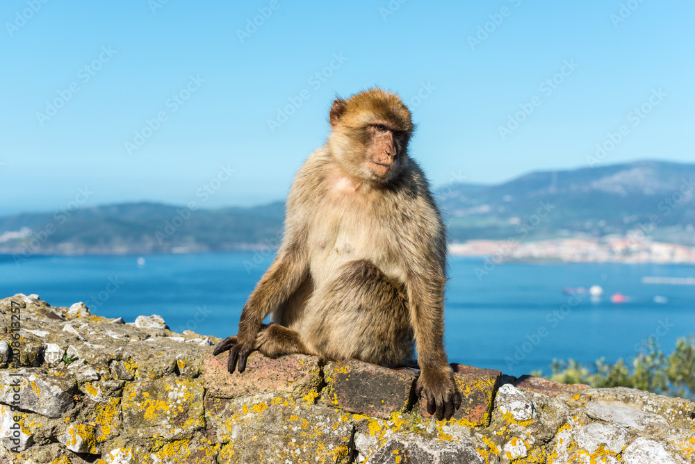 Naklejka premium Barbery Ape or Gibraltar monkey sitting on a wall at the top of The Rock of Gibraltar against a vivid scenic seascape