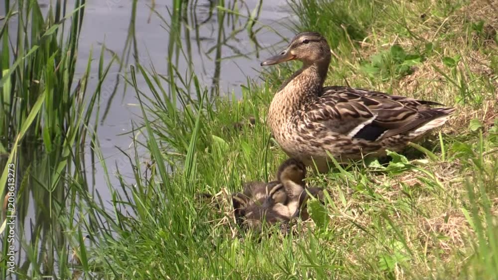 Duck Mallard with ducklings on the river Bank. Duck Mallard with ducklings on the river Bank.