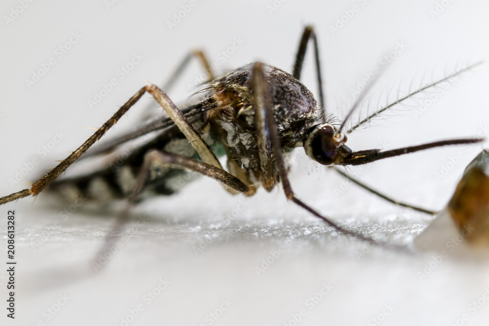 Anopheles sp. is a species of mosquito in the order Diptera, Anopheles sp. in the water for education. Anopheles sp. is a species of mosquito in the order Diptera, Anopheles sp. in the water for education.