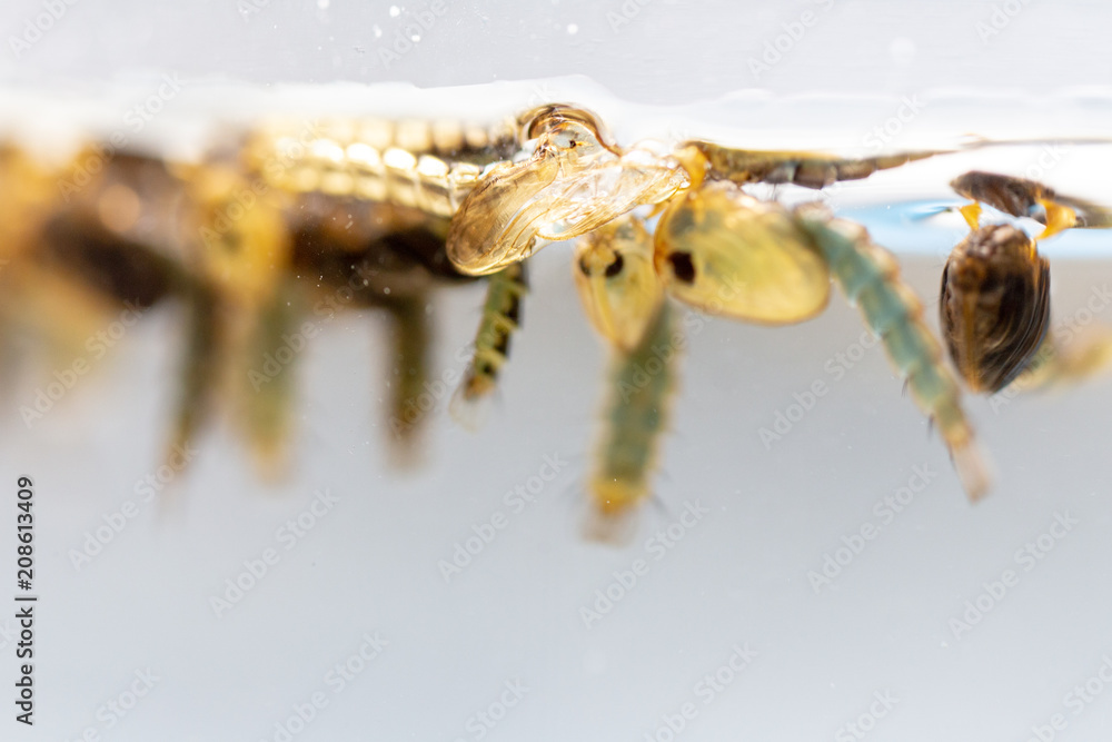Anopheles sp. is a species of mosquito in the order Diptera, Anopheles sp. in the water for education. Anopheles sp. is a species of mosquito in the order Diptera, Anopheles sp. in the water for education.